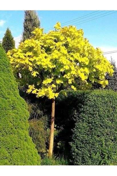 Клен гостролистий Голден Глоб